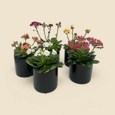 LEWISIA COTYLEDON (bitterroot) 4”