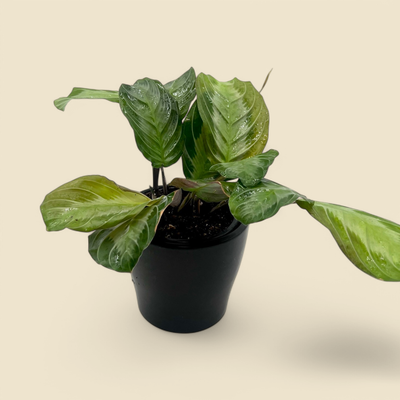 MARANTA LEUCONEURA ‘SILVER BAND’ (silver band prayer plant) 4” 