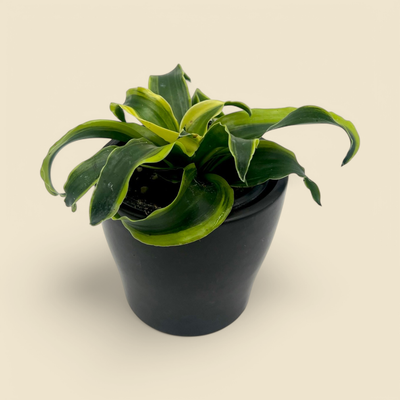 DRACAENA MARGINATA ‘DORADO’ (gold-tipped dragon tree) 4”