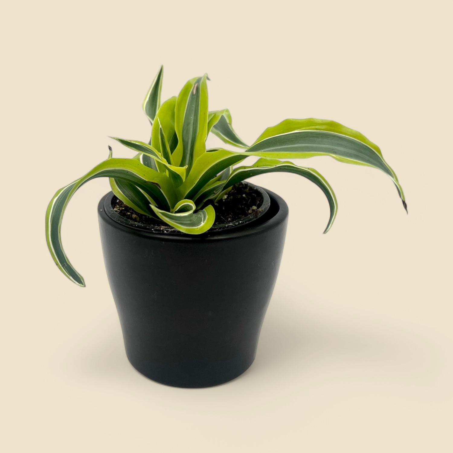 DRACAENA MARGINATA ‘LIME LIGHT’ (lime green dragon tree) 4” DRACAENA MARGINATA ‘LIME LIGHT’ (lime green dragon tree) 4”