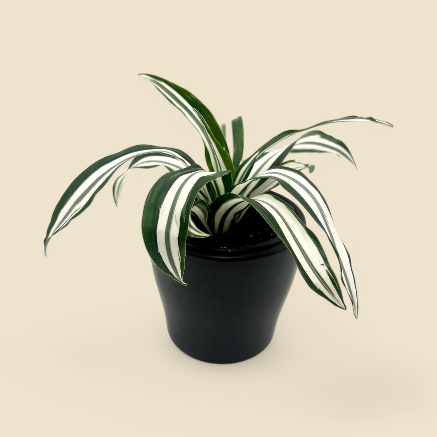 DRACAENA MARGINATA ‘WHITE JEWEL’ (white variegated dragon tree) 4” 