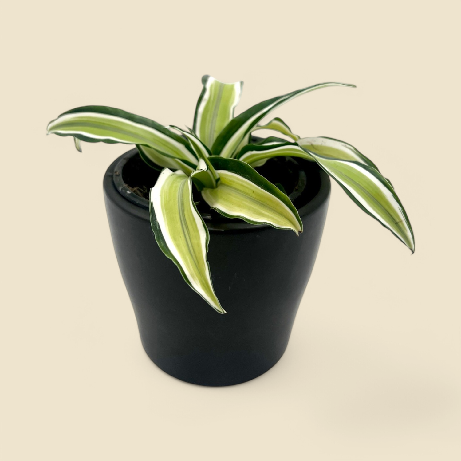 DRACAENA MARGINATA ‘MALAIKA’ (variegated dragon tree) 4”