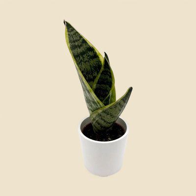 SANSEVIERIA TRIFASCIATA ‘LAURENTII’ (variegated snake plant) 2” 