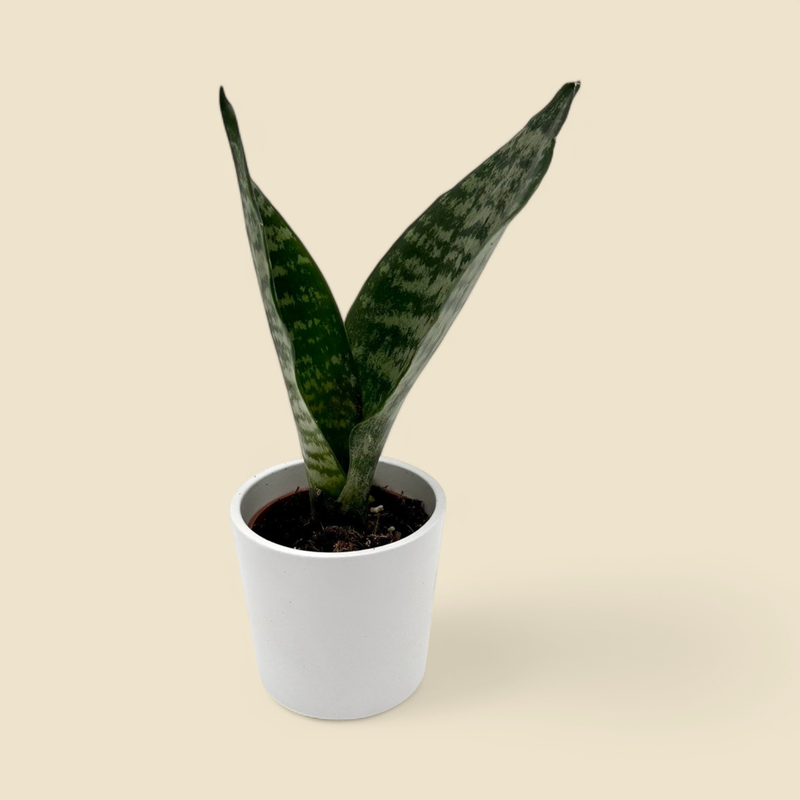 SANSEVIERIA TRIFASCIATA ‘ZEYLANICA’ (zeylanica snake plant) 2”