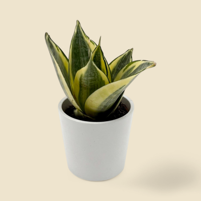 SANSEVIERIA TRIFASCIATA ‘GOLDEN HANII’ (golden bird’s nest snake plant) 2”