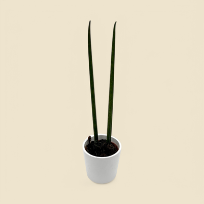 SANSEVIERIA CYLINDRICA (cylindrical snake plant) 2”