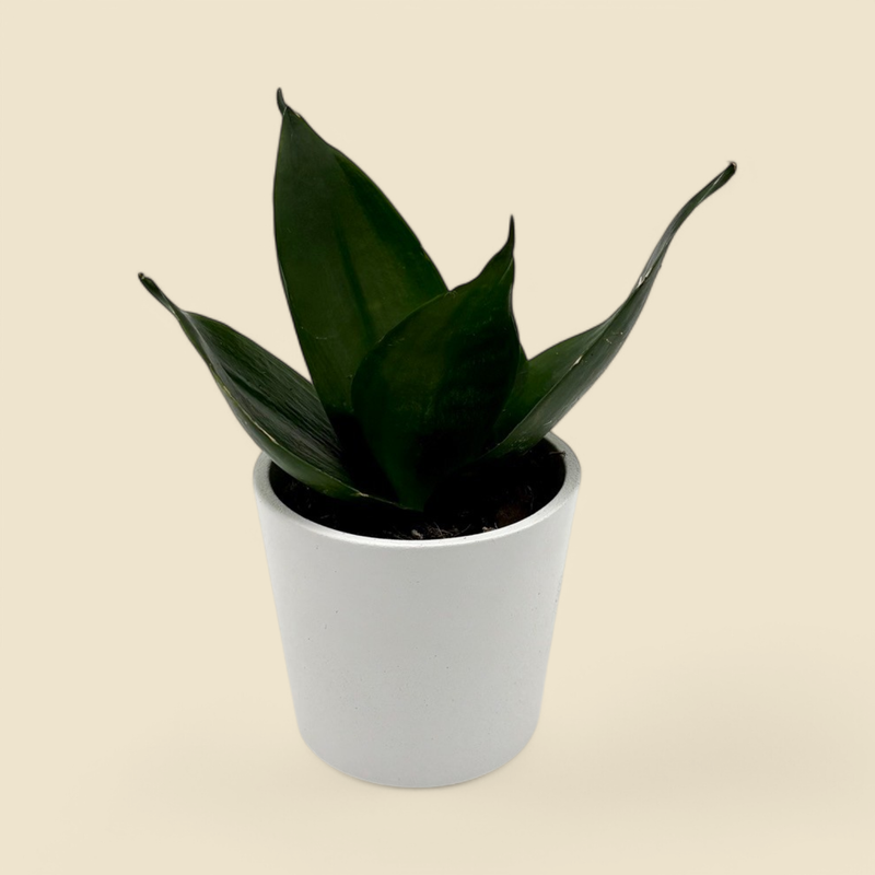SANSEVIERIA TRIFASCIATA ‘JADE HANII’ (jade bird’s nest snake plant) 2” 
