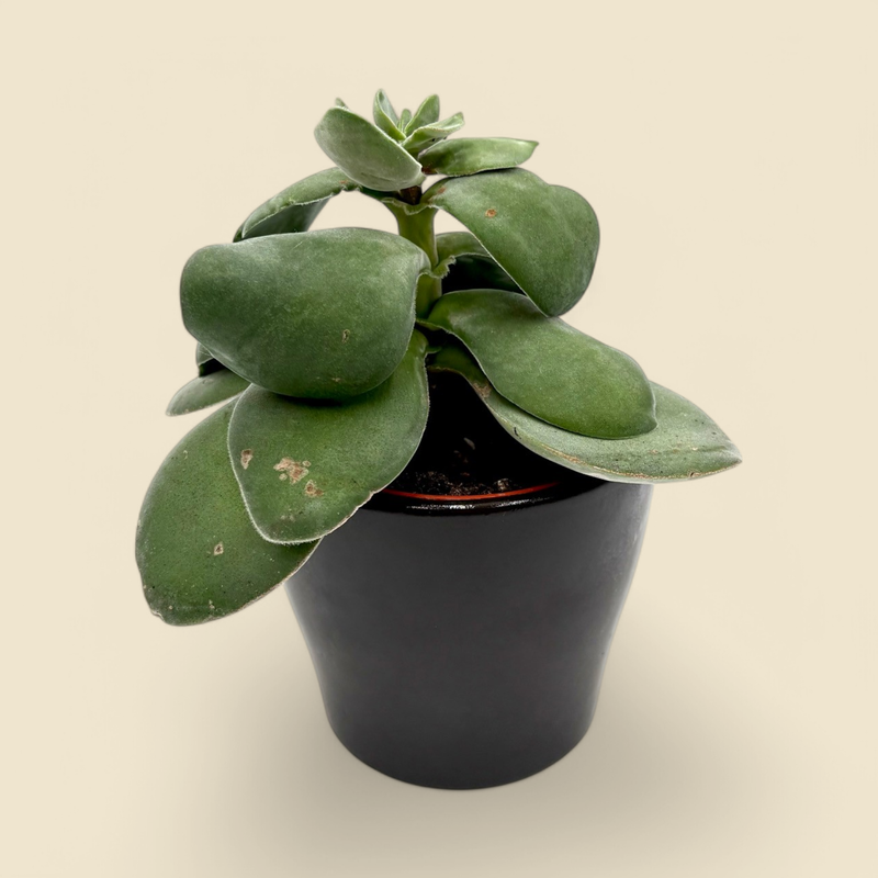 KALANCHOE THYRSIFLORA (flapjack) 4"
