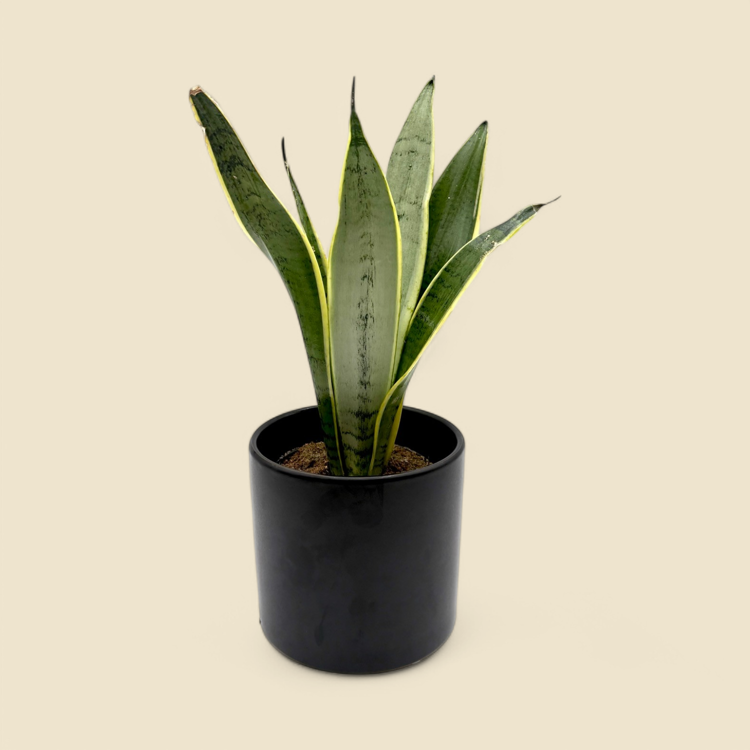 SANSEVIERIA TRIFASCIATA 'LAURENTII' (varigated snake plant) 6"