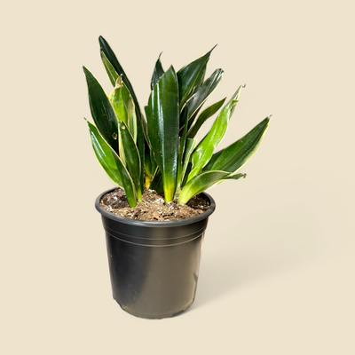 SANSEVARIA TRIFASCIATA 'SUPERBA' 8"