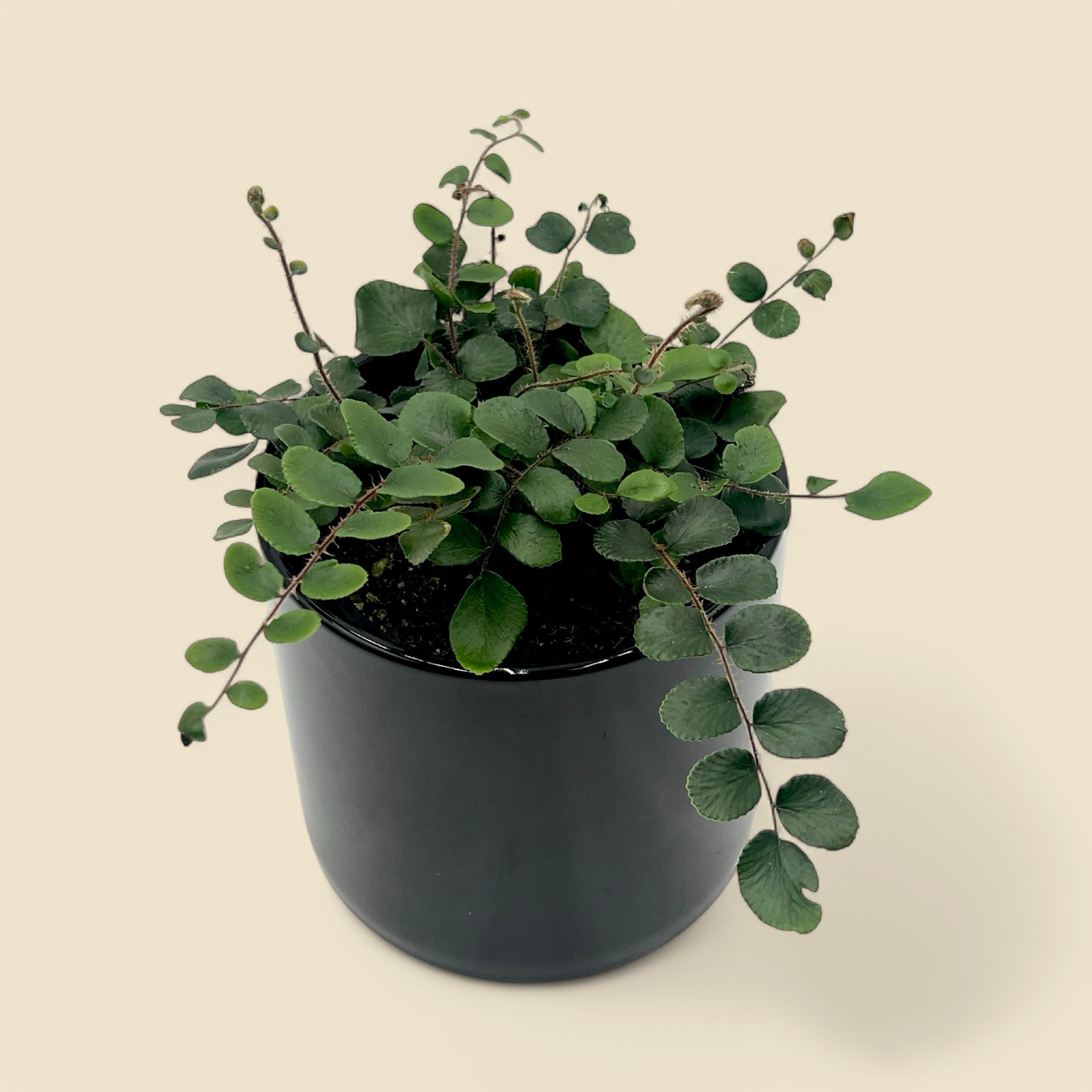 PELLAEA ROTUNDIFOLIA (button fern) 4”