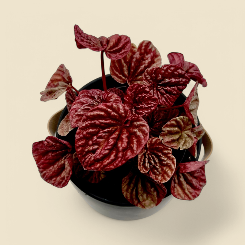 PEPEROMIA CAPERATA ‘QUITO’ (radiator plant) 6”