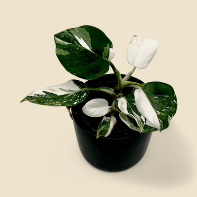 PHILODENDRON ERUBESCENS ‘WHITE WIZARD’ (blushing philodendron) 6”