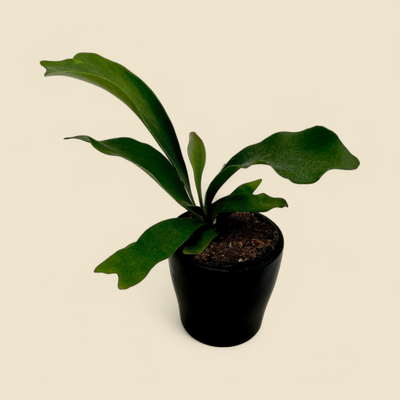 PLATYCERIUM spp. (staghorn fern) 4”