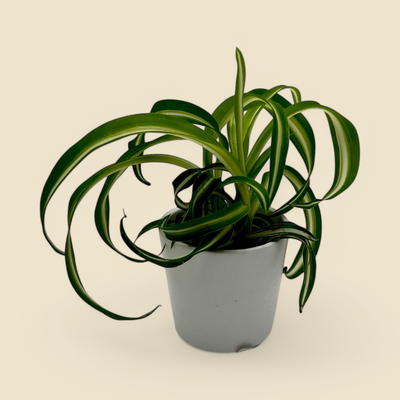 CHLOROPHYTUM COMOSUM (spider plant) 2”