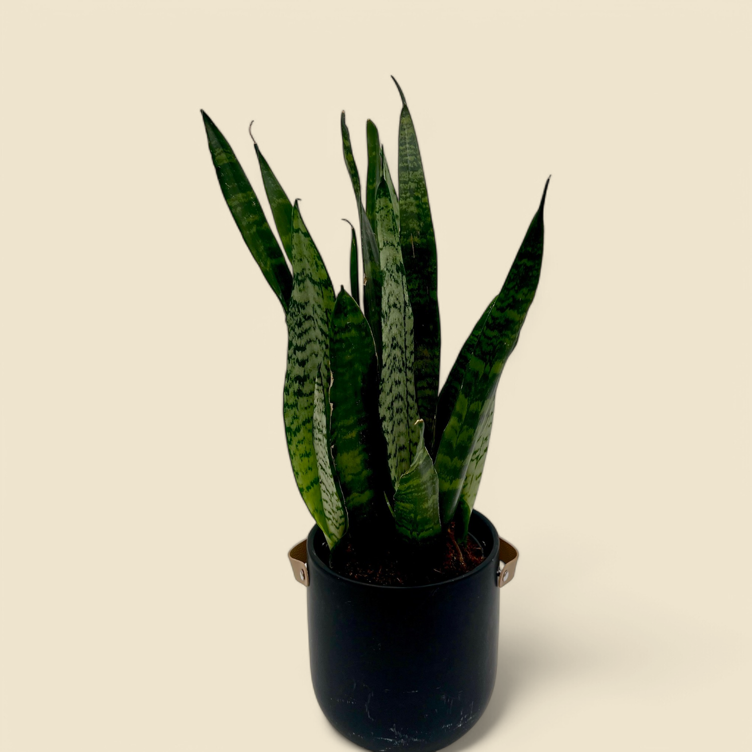 SANSEVIERIA ZEYLANICA (zeylanica snake plant) 6”