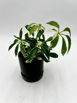 SCHEFFLERA ARBORICOLA ‘Variegata’ (variegated dwarf umbrella plant) 2” 