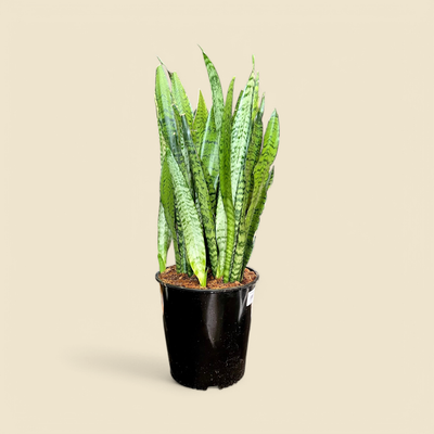 SANSEVIERIA ZEYLANICA (zeylanica snake plant) 10” 