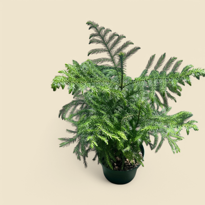 ARAUCARIA HETEROPHYLLA (norfolk island pine) 8”
