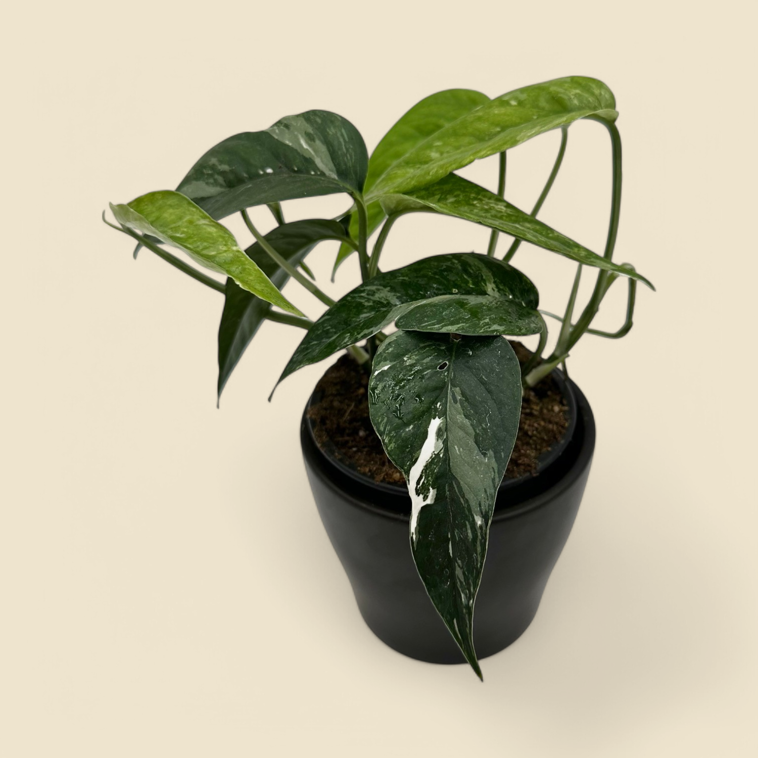 EPIPREMNUM PINNATUM ‘ALBO-VARIEGATA’ (variegated pinnatum) 4”