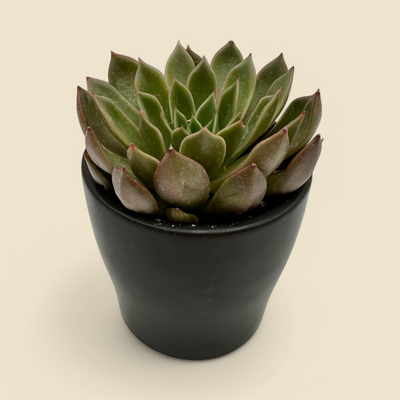 ECHEVERIA AGAVOIDES ‘MIRA’ (echeveria) 4”
