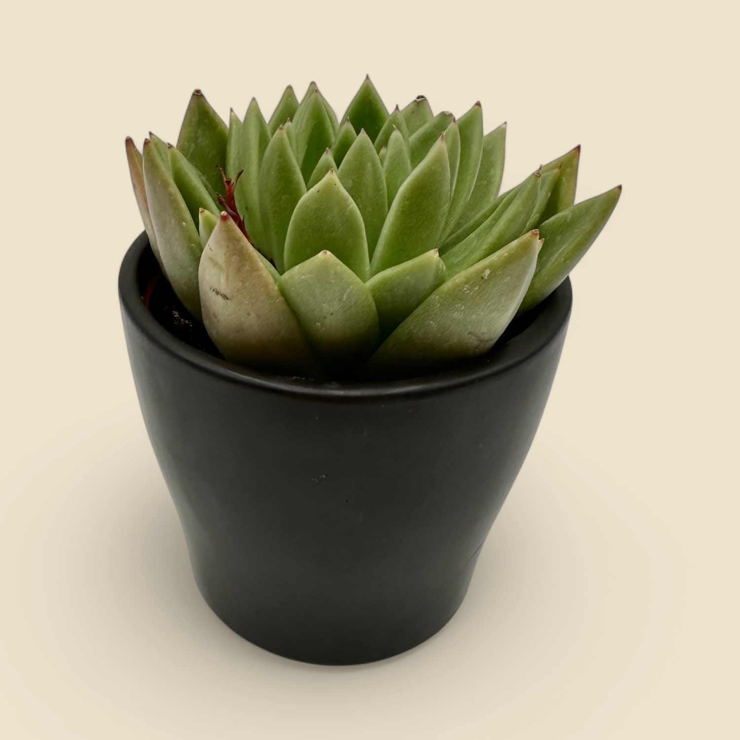 ECHEVERIA ‘CRYSTAL MAZE’ (echeveria) 4”