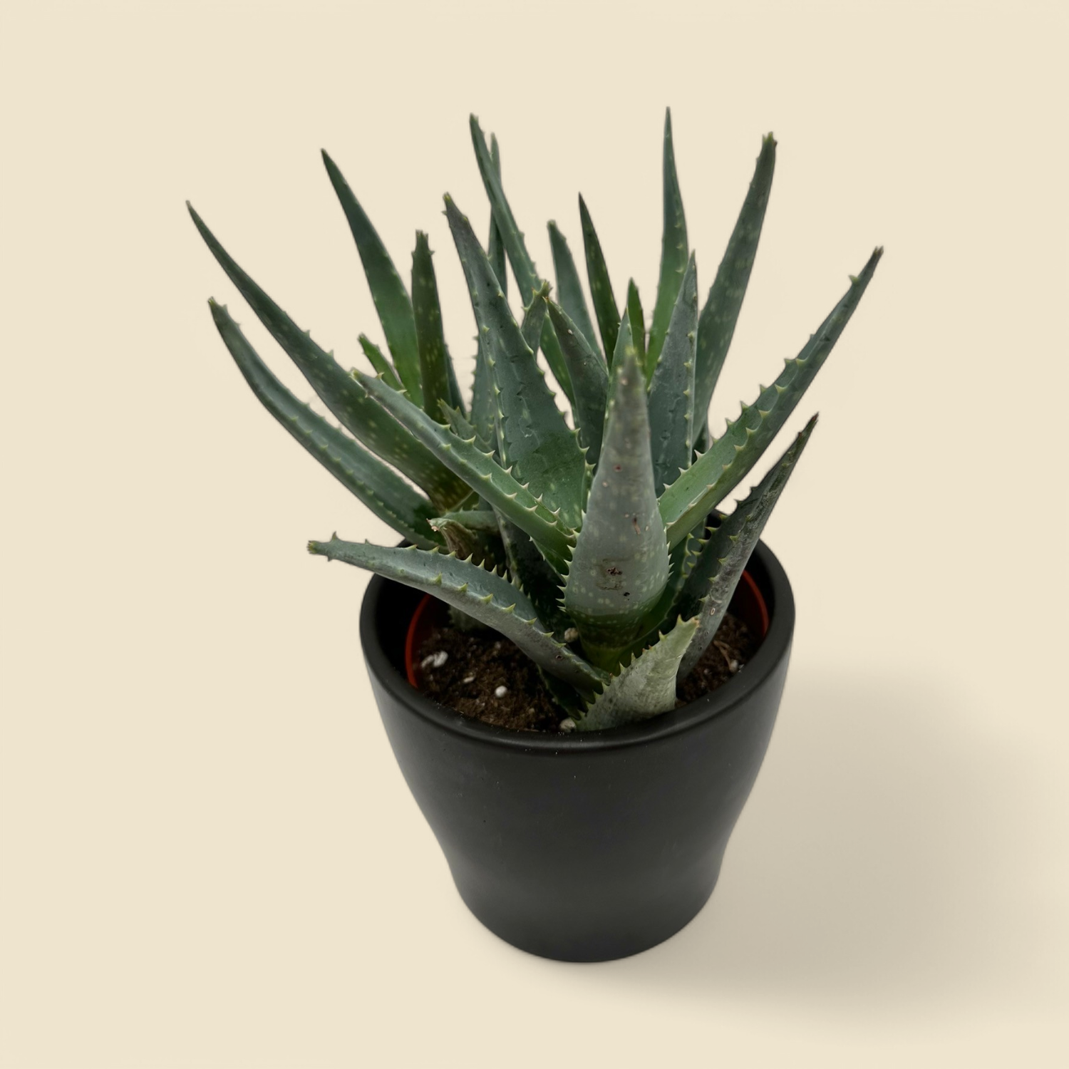 ALOE HUMILIS ‘HEDGEHOG’ (hedgehog aloe) 4”