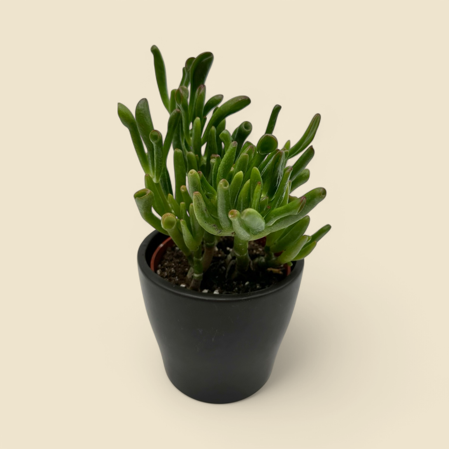 CRASSULA OVATA ‘HOBBIT’ (hobbit jade) 4”
