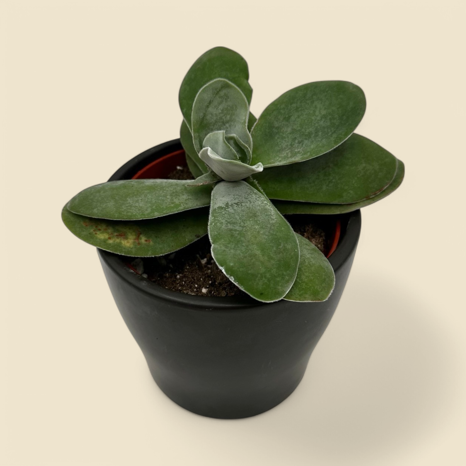 KALANCHOE LUCIAE (flapjack kalanchoe)