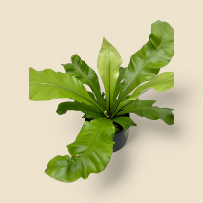 ASPLENIUM NIDUS (bird’s nest fern) 6”