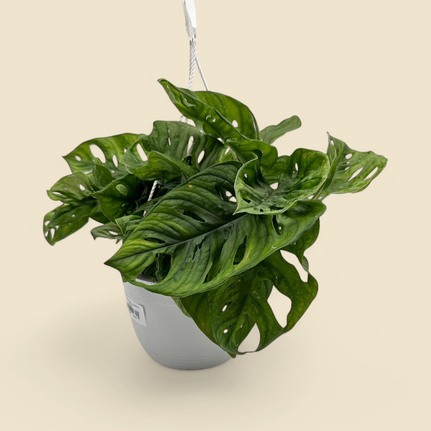 MONSTERA ADANSONII (monkey mask monstera) 8”