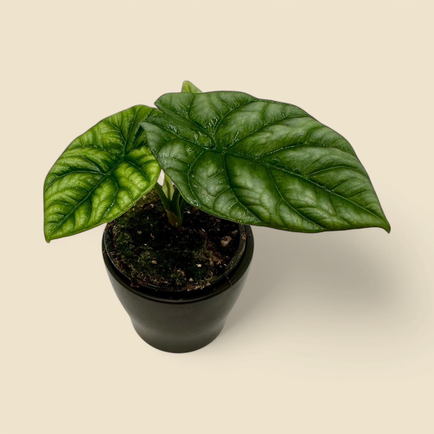 ALOCASIA BAGINDA ‘DRAGON SCALE’ (jewel alocasia) 4”