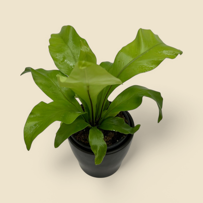 ASPLENIUM NIDUS (bird’s nest fern) 4”