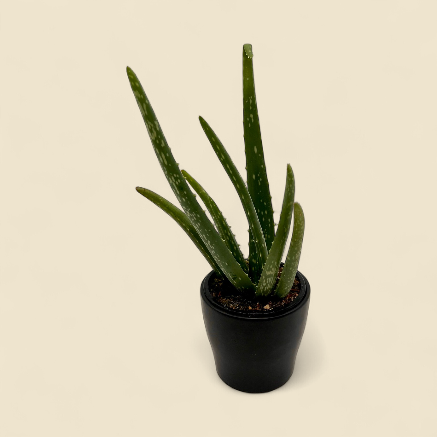 ALOE VERA (medicinal aloe) 4”