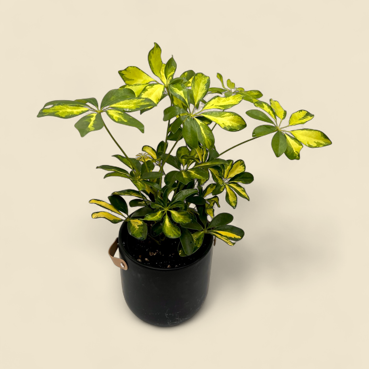 SCHEFFLERA ARBORICOLA ‘SUNSHADE’ (dwarf umbrella tree) 6”
