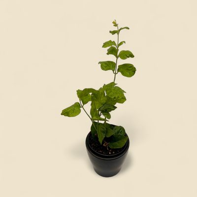 JASMINUM SAMBAC ‘ARABIAN’ (arabian jasmine) 4”