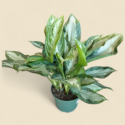AGLAONEMA COMMUTATUM ‘SILVER BAY’ (chinese evergreen) 8”