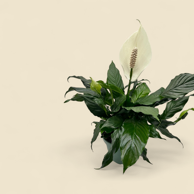 SPATHIPHYLLUM WALLISII (peace lily) 8”