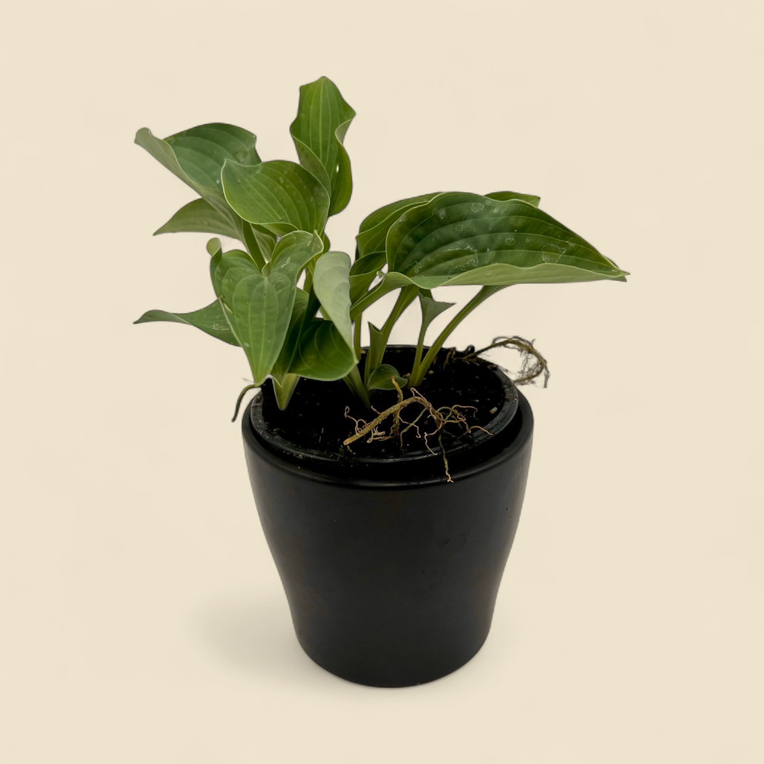 HOSTA MINI BLUE CADET 4"