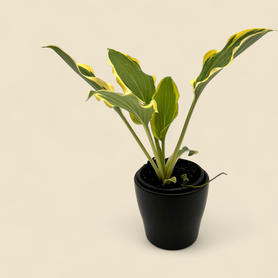 HOSTA MINI PILGRIM 4"