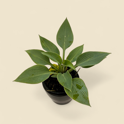 HOSTA MINI CANADIAN BLUE 4"