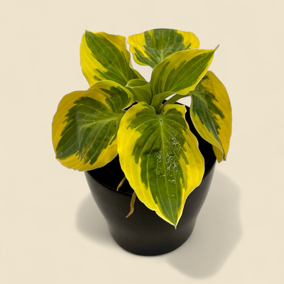 HOSTA MINI BEDAZZLED 4"