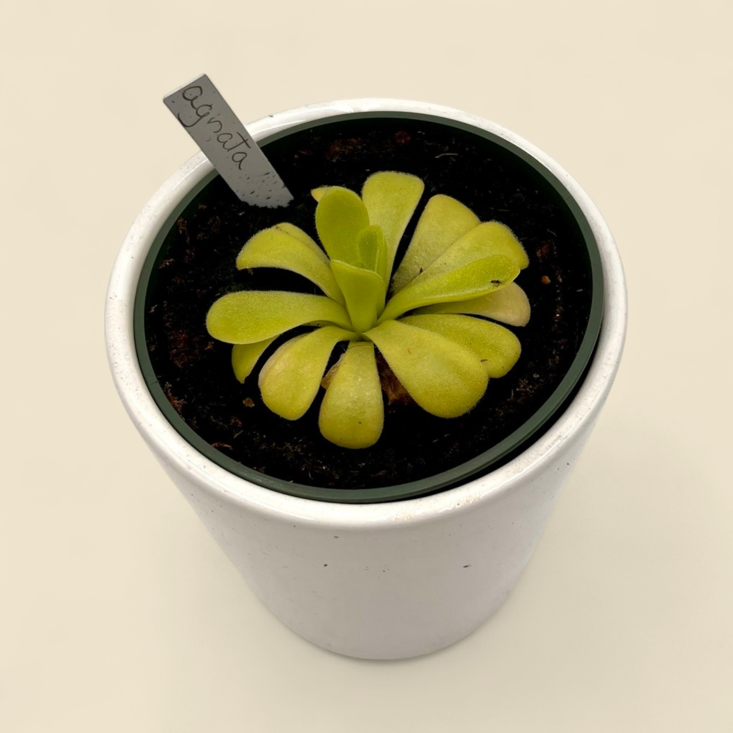 PINGUICULA AGNATA 3.5"