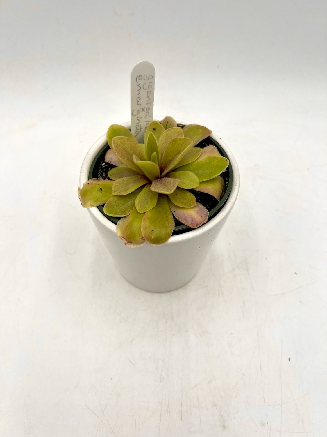 PINGUICULA RED BLUSH X EMARGINATA 3.5"