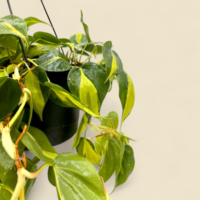 EPIPREMNUM BRASIL 8" HB