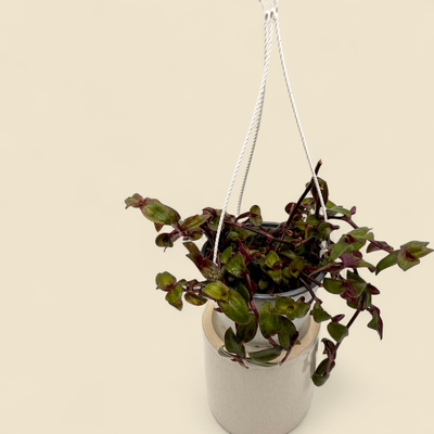 TRADESCANTIA HIJUA BARU 6" HB