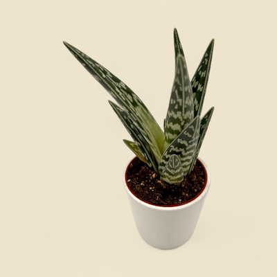 ALOE 'PHEASANTS BREAST' 3.25"