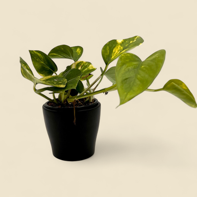 EPIPREMNUM AUREUM (golden pothos) 4"