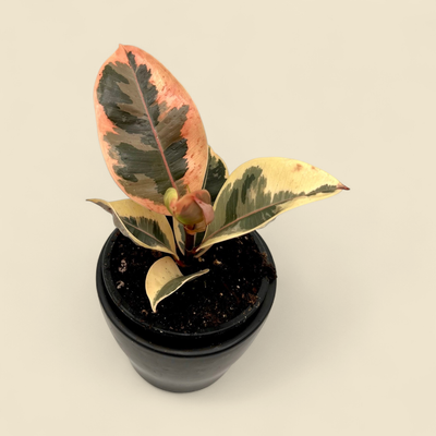 FICUS ELASTICA ‘TINEKE’ (rubber plant) 4”