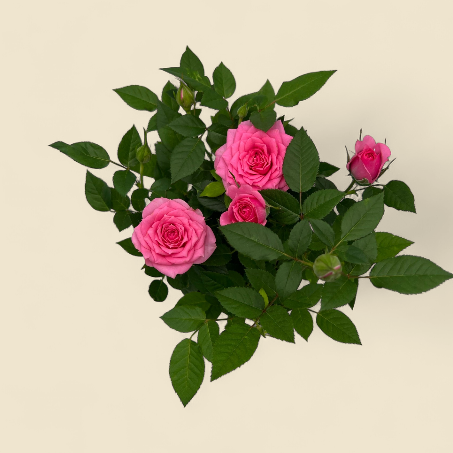 POTTED ROSE 4" PINK